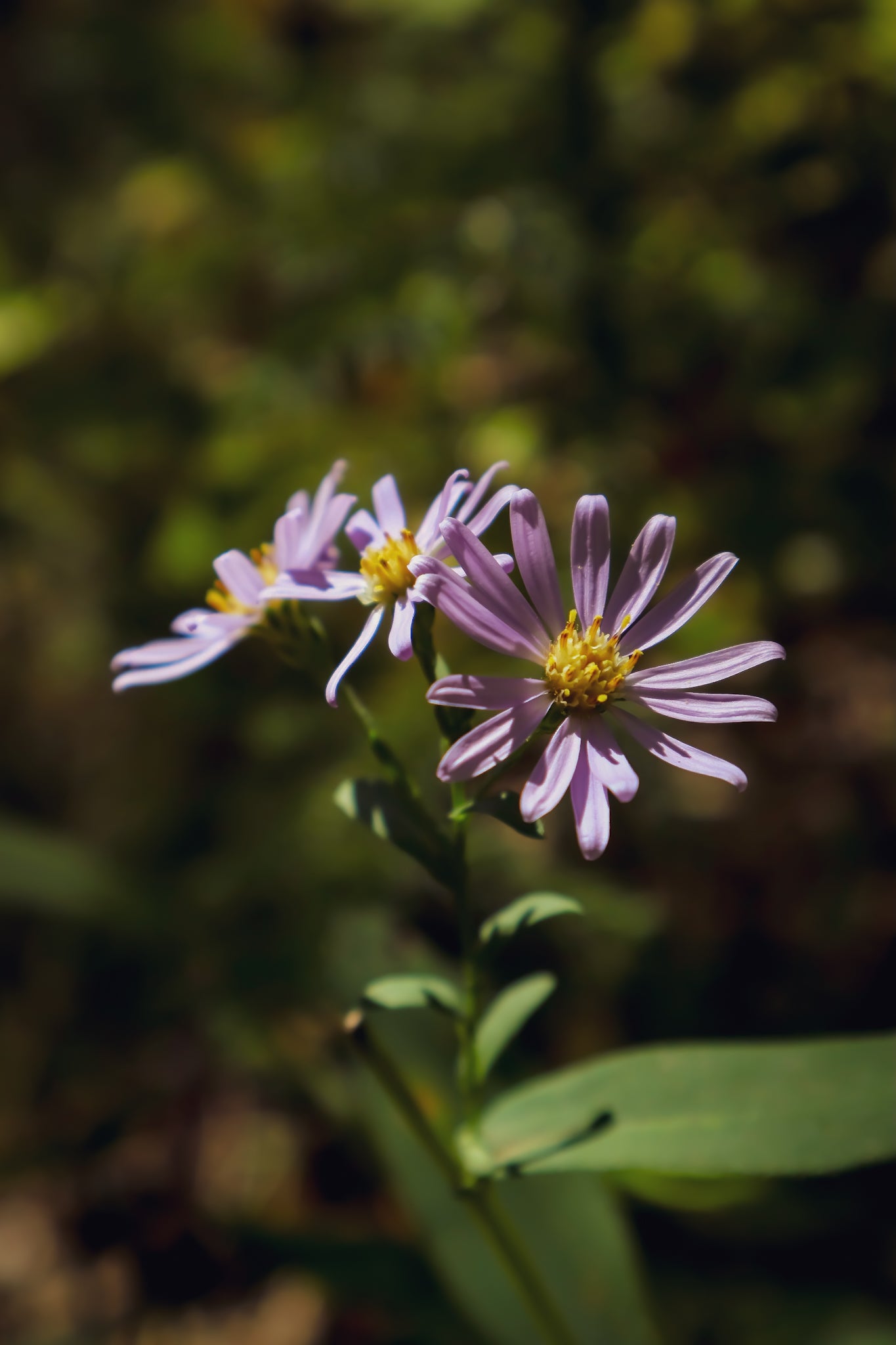 the Wild Aster Necklace